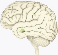 Image shows a human brain with amygdala highlighted